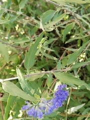 Caryopteris × clandonensis