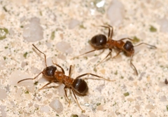 Lasius emarginatus