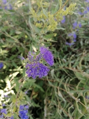 Caryopteris × clandonensis