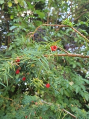 Taxus