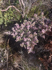 Indigofera brachystachya