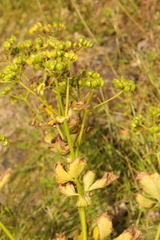 Smyrnium olusatrum