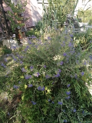 Caryopteris × clandonensis