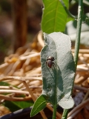Sassacus papenhoei
