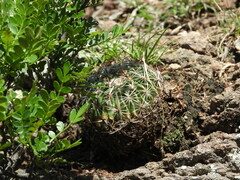 Echinofossulocactus zacatecasensis