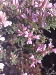 Indigofera brachystachya