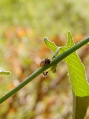 Sassacus papenhoei