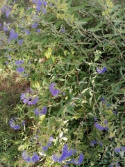 Caryopteris × clandonensis