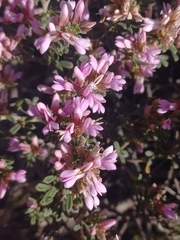Indigofera brachystachya