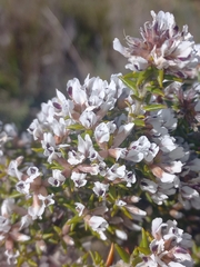 Amphithalea speciosa