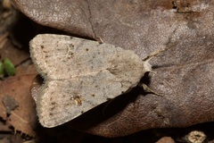 Caradrina kadenii