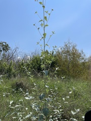 Helianthus argophyllus
