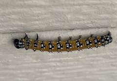 Uresiphita reversalis