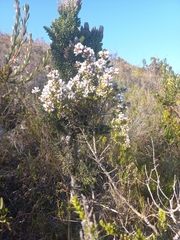 Amphithalea speciosa