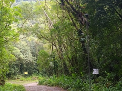 Hedychium coronarium