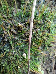 Anthoceros