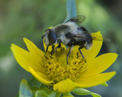 Eristalis anthophorina