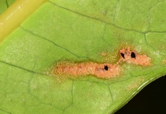 Chrysocharis