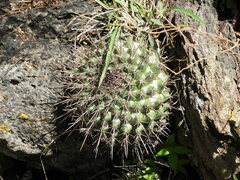 Mammillaria