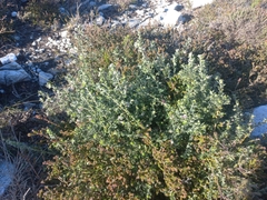 Amphithalea rostrata