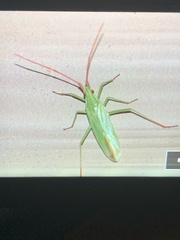 Trigonotylus caelestialium