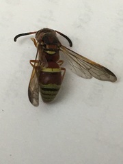 Euodynerus pratensis