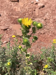 Grindelia ciliata