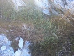 Amphithalea rostrata