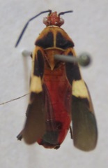 Hypselonotus interruptus