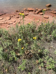 Grindelia ciliata
