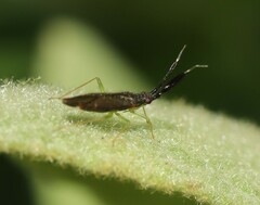 Heterotoma