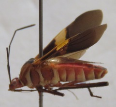 Hypselonotus interruptus