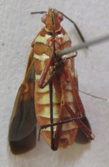Hypselonotus interruptus