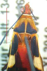Hypselonotus interruptus