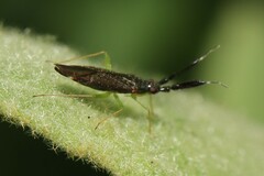 Heterotoma