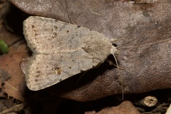 Caradrina kadenii