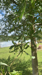 Quercus phellos