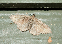 Rheumaptera meadii