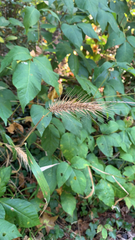 Elymus canadensis