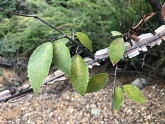 Ulmus alata