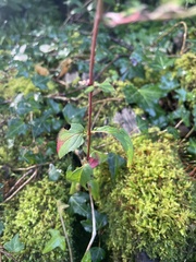 Epilobium tetragonum