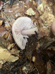 Mycena rosea