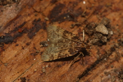 Aglossa