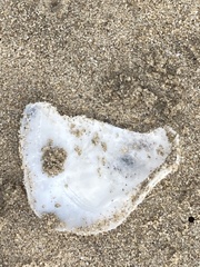 Rexithaerus secta
