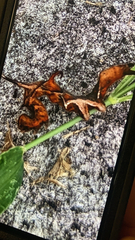 Phyprosopus callitrichoides