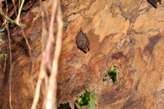 Emballonuridae
