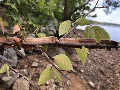 Ulmus alata