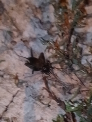 Melanogryllus desertus