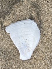 Rexithaerus secta