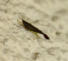 Heterotoma